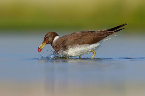 Hemprich's Gull, (Ichthyaetus hemprichii), (Larus hemprichii), Fish Eagle Gull Salalah, Raysut,