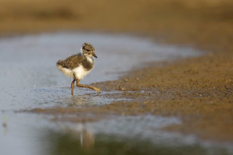 Northern Lapwing (Vanellus vanellus) chick, North Rhine-Westphalia, Germany