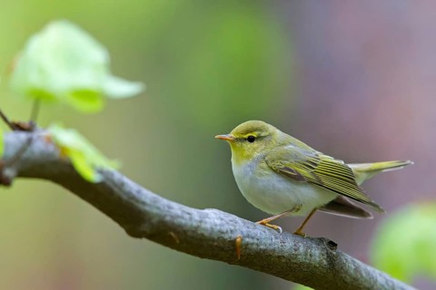 Wood warbler, (Phylloscopus sibilatrix), animals, birds, songbirds, perch, biotope, habitat,