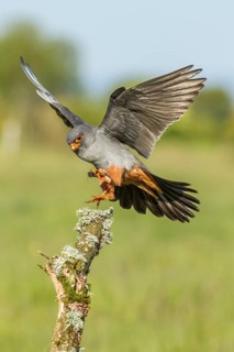 Red-Footed Falcon (Falco vespertinus), adult male landing on a branch, Galicia, Spain