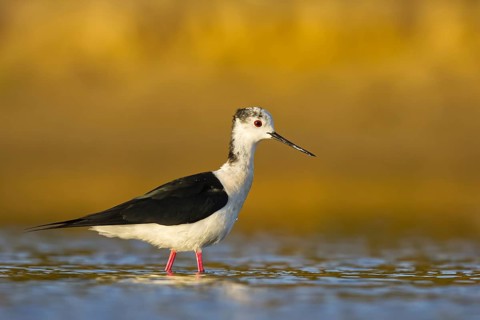 Black-winged Stilt (Himantopus himantopus) male foraging, North Rhine-Westphalia, Germany