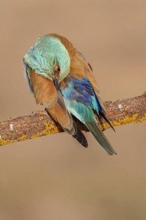 European Roller (Coracias garrulus), perched on a branch preening, Castile-La Mancha