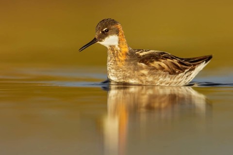 Red-necked Phalarope (Phalaropus lobatus) in a pond near Nome, Alaska