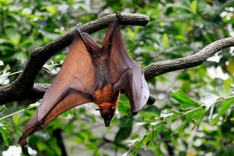 Kalong flying fox (Pteropus vampyrus), adult, in sleeping tree, during the day, alert, Singapore,