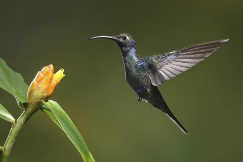 Violet Sabrewing (Campylopterus hemileucurus) female flying while feeding at a flower, Bosque de