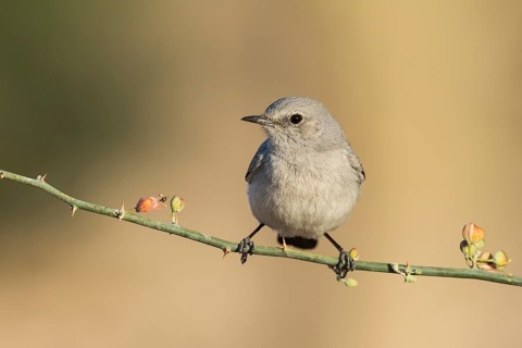 Blackstart (Oenanthe melanura), Eilat, Israel