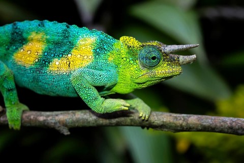 Three-horned chameleon (Trioceros jacksonii), male, Bwindi Impenetrable Forest National Park,