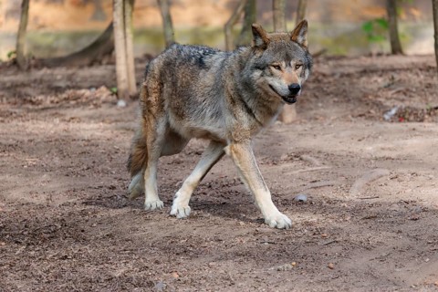 A Eurasian gray wolf (Canis lupus lupus) runs across a dry forest floor. Transylvania, Romania