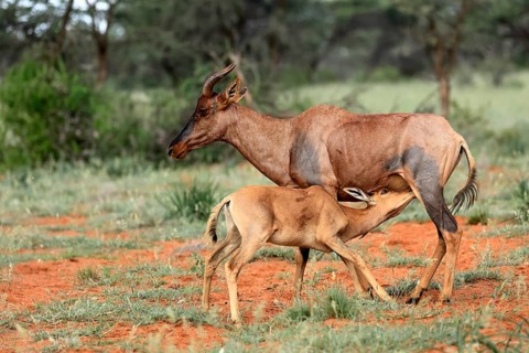 Tsessebe (Damaliscus lunatus), lyrebird, crescent moon antelope, adult, female, juvenile, suckling,