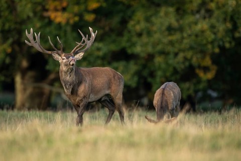 Red deer (Cervus elaphus) with heavy antlers in rut, Klamptenborg, Copenhagen, Denmark