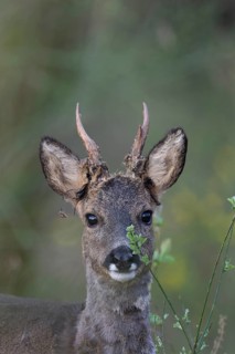 Roebuck in spring, Bitburg, Rhineland-Palatinate, Germany