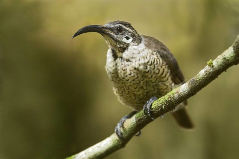 Paradise Riflebird (Ptiloris paradiseus) female, Queensland, Australia