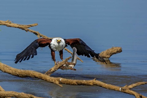 Black eagle hunting, prey, fish, (Haliaeetus vocifer), Africa, Zambia