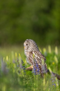 One Ural owl (Strix uralensis) sitting on a branch lying in a field of flowering lupines in late