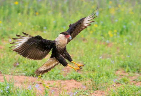 Crested Caracara (Caracara cheriway)