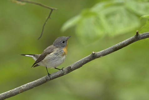 Red-breasted Flycatcher (Ficedula parva), Mecklenburg-Western Pomerania, Germany