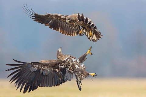 Seeadler, White-tailed Eagle, White-tailed Sea Eagle, Haliaeetus albicilla, Haliaaetus albicilla