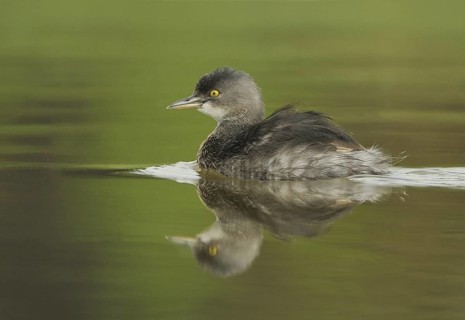 Least Grebe (Tachybaptus dominicus), Texas, USA