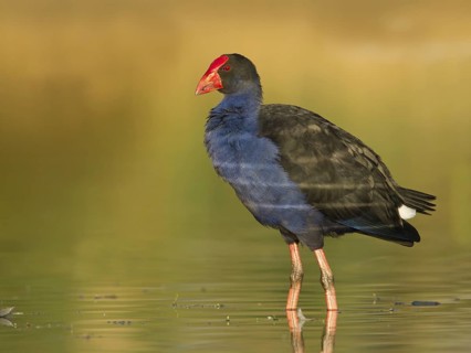Australasian Swamphen (Porphyrio melanotus melanotus), Victoria, Australia
