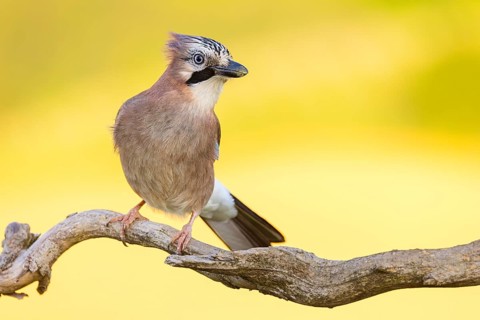 Jay, European Jay, Jay, eurasian jay (Garrulus glandarius), Geai des chênes, Arrendajo Común,