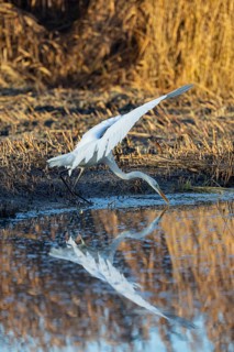 Great White Egret (Egretta alba) Germany