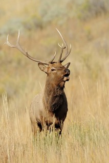 Wapiti (Cervus canadensis, Cervus elaphus canadensis), male, Yellowstone National Park, Wyoming,