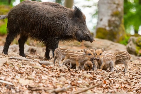 Wild boar (Sus scrofa) mother with her piglets (Squeaker) in a forest, Bavaria, Germany