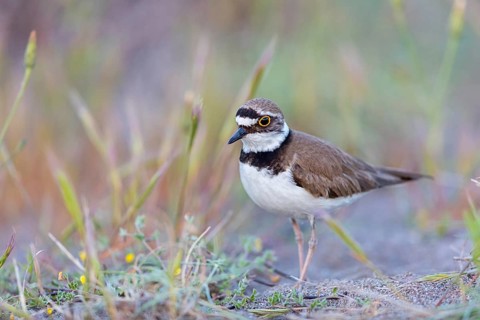 Little Ringed Plover, Little Ringed Plover, (Charadrius dubius), plover family, biotope, foraging,