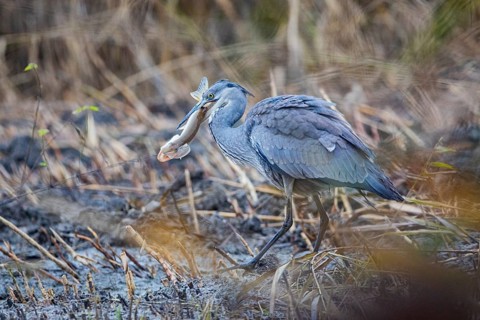Grey heron (Ardea cinerea) Germany