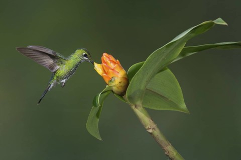 Green-crowned Brilliant (Heliodoxa jacula), Costa Rica