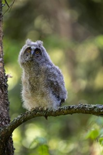 One young long-eared owl (Asio otus), sitting on a branch of a tree. Green vegetation in the