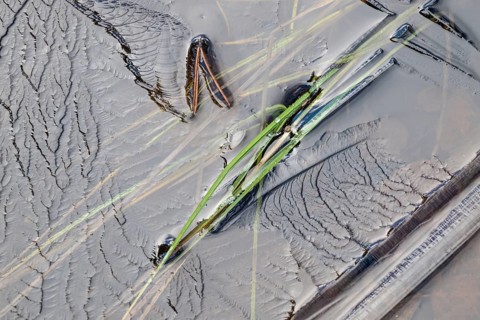 Abstract ice structures and reed stalks, Norrbotten, Lapland, Sweden, September 2024