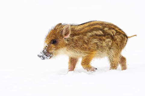 Wild boar (Sus scrofa) in the snow, fresh boar, Melle, Lower Saxony, Germany