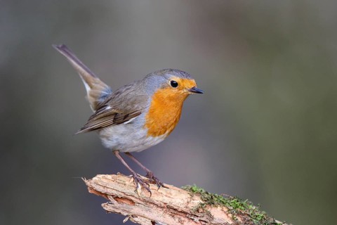 European Robin (Erithacus rubecula), North Rhine-Westphalia, Germany