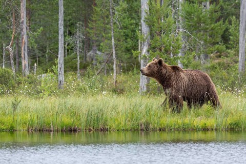 Brown Bear (Ursus arctos), on lake shore, Kainuu, Finland