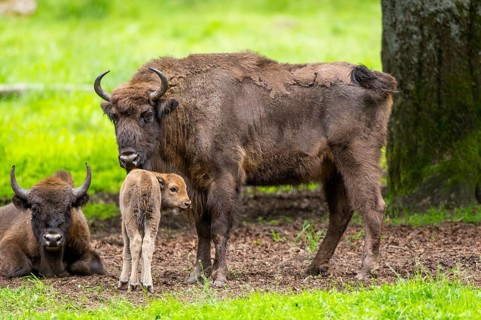 European bison (Bison bonasus) mother with her youngster on a meadow in summer, Bavarian Forest,