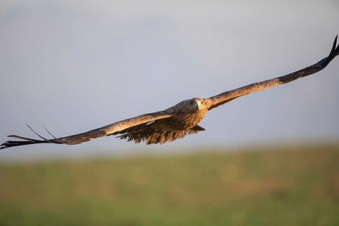 Juvenile Iberian Eagle (Aquila adalberti), Spanish imperial eagle, Extremadura, Castilla La Mancha,
