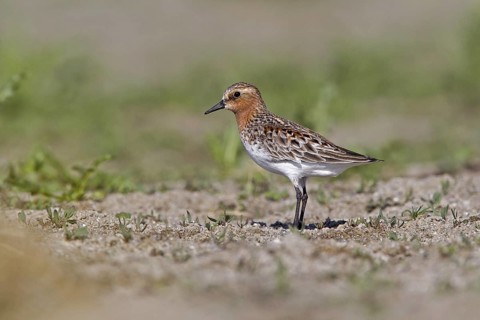 Red-necked Stint (Calidris ruficollis) foraging, Dornod Province, Mongolia