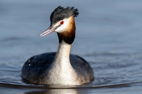 Great Crested Grebe (Podiceps cristatus), Emsland, Lower Saxony, Germany