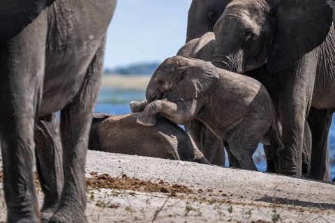 Baby elephant (Loxodonta africana) crawling onto another young elephant surrounded by the elephant