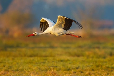White Stork (Ciconia ciconia) flying, North Rhine-Westphalia, Germany