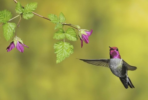 Anna's Hummingbird (Calypte anna), British Columbia, Canada