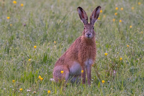 European hare (Lepus europaeus) in wet tall grass, Stuttgart, Rosensteinpark, Baden-Württemberg,