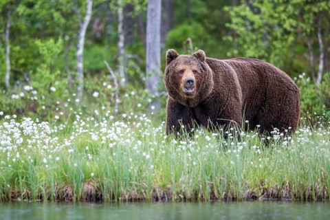 European brown bear (Ursus arctos), Europe, Scandinavia, Finland