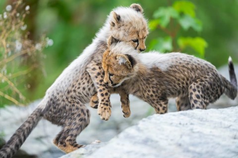 Cheetah (Acinonyx jubatus) youngsters playing with each other, captive, occurrence Africa