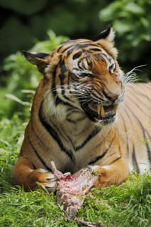 Sumatran tiger (Panthera tigris sumatrae), feeding, captive, occurring on Sumatra, Indonesia