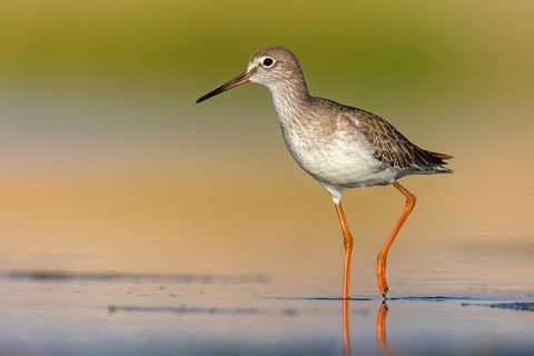 Redshank, (Tringa totanus), Animals, Birds, Snipe family, Raysut, Salalah, Sohar, Oman