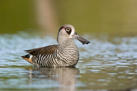 Pink-eared Duck (Malacorhynchus membranaceus), Victoria, Australia