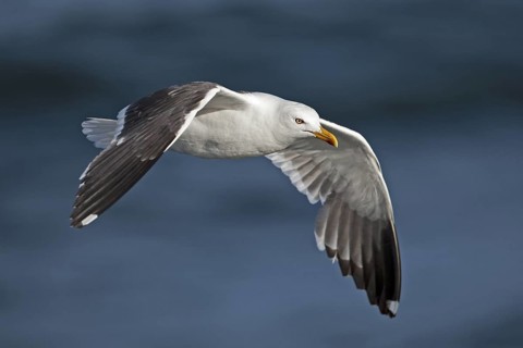 Lesser Black-backed Gull (Larus fuscus) flying, North Sea, Germany