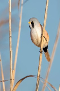 Bearded Reedling (Panurus biarmicus) male, Saxony-Anhalt, Germany